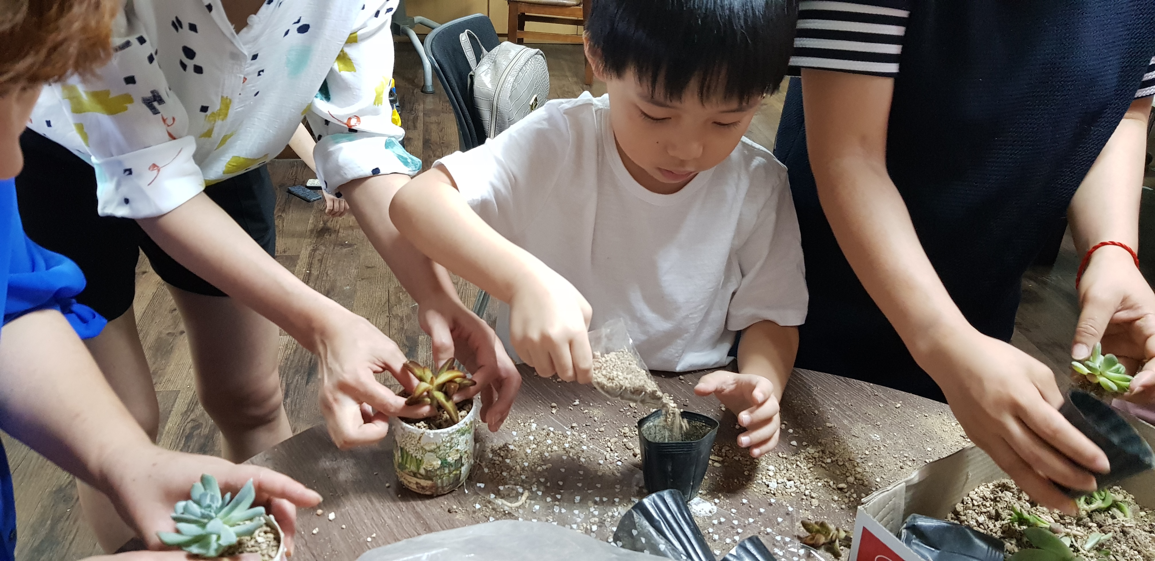 다육식물심기